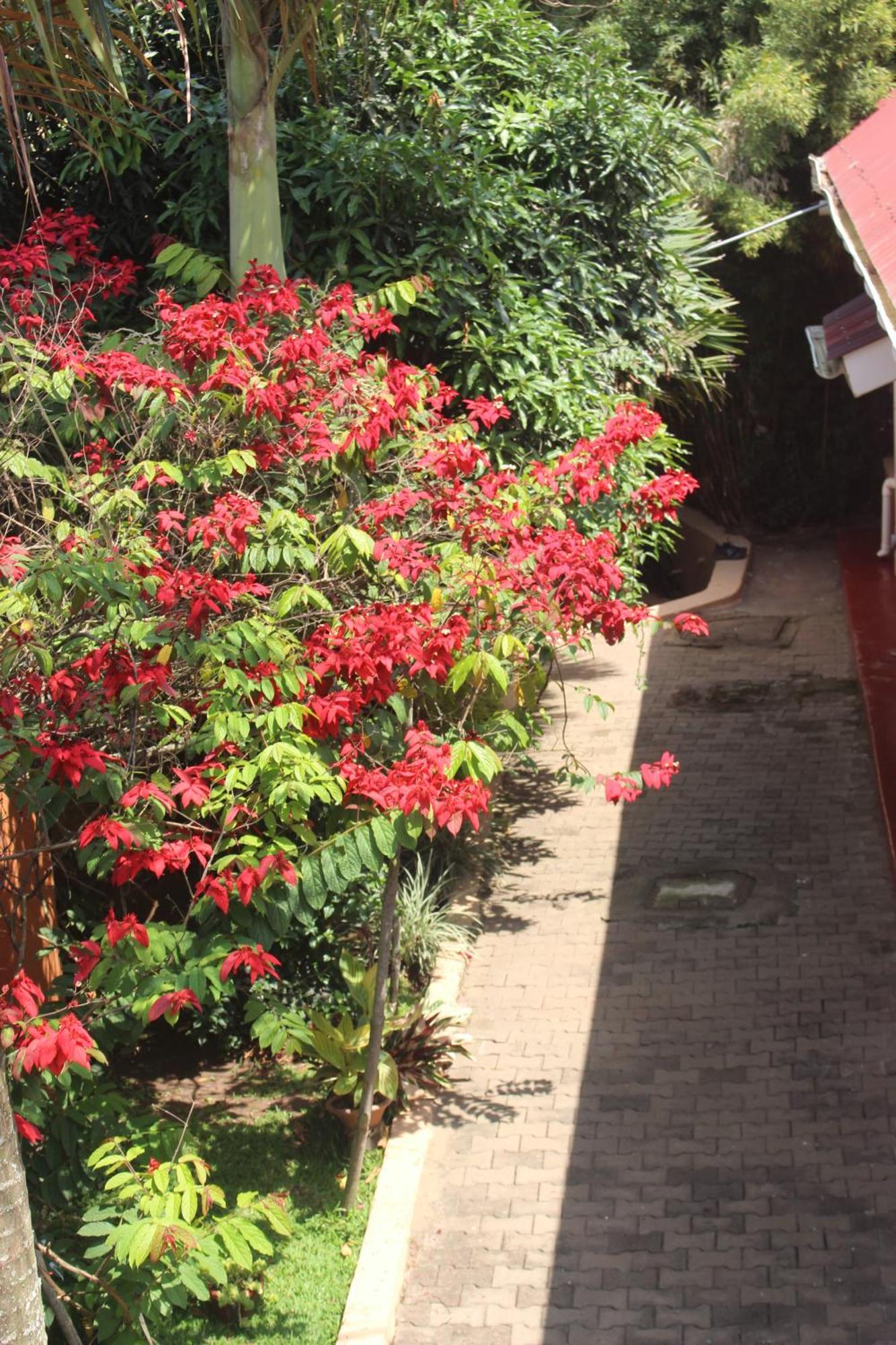 Montane Safaris Hotel Fort Portal Exterior foto